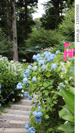梅雨の雨に濡れる紫陽花 鷲子山上神社 梅雨の雨に濡れる紫陽花 鷲子山上神社 126809068