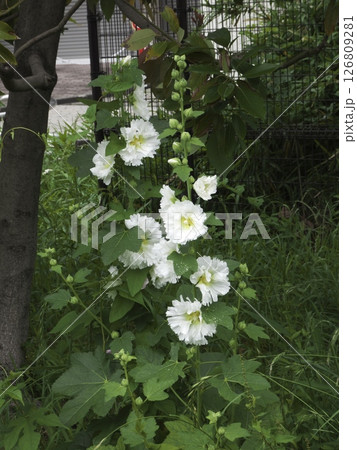 雑草の中に咲く芙蓉 126809281