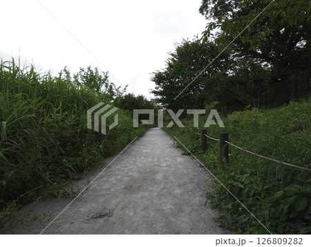 草叢の中の遊歩道 126809282