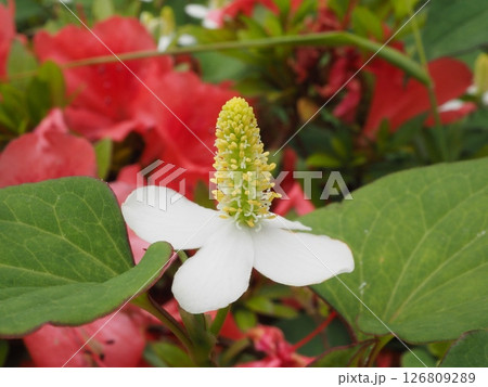 サツキに紛れて咲くドクダミ 126809289