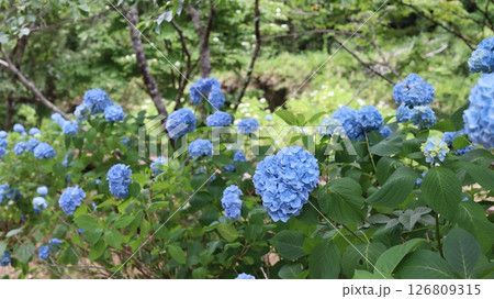 青い紫陽花 辰ノ口親水公園 青い紫陽花 辰ノ口親水公園 126809315