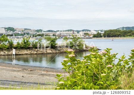 八景島の初夏の紫陽花 八景島の初夏の紫陽花 126809352