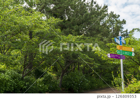 八景島の初夏の紫陽花 八景島の初夏の紫陽花 126809353
