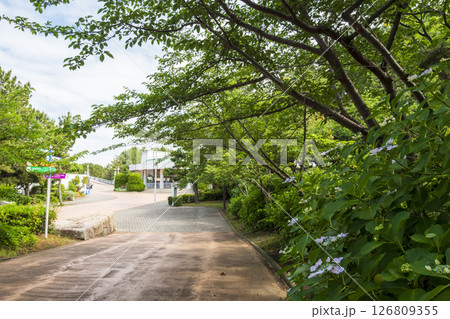 八景島の初夏の紫陽花 八景島の初夏の紫陽花 126809355