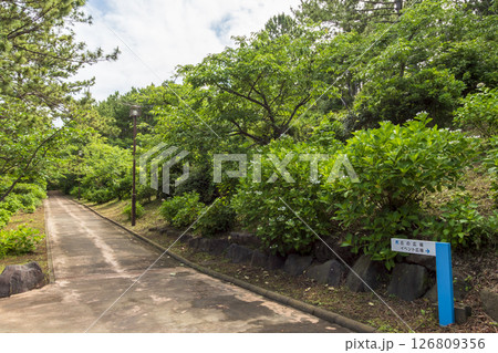 八景島の初夏の紫陽花 八景島の初夏の紫陽花 126809356