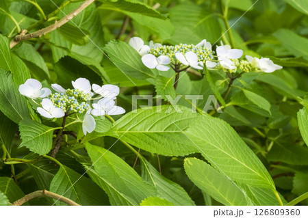 八景島の初夏の紫陽花 八景島の初夏の紫陽花 126809360