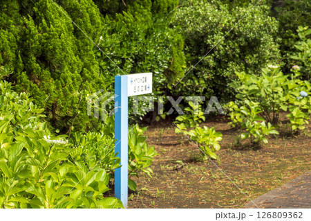 八景島の初夏の紫陽花 126809362