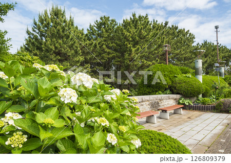 八景島の初夏の紫陽花 八景島の初夏の紫陽花 126809379