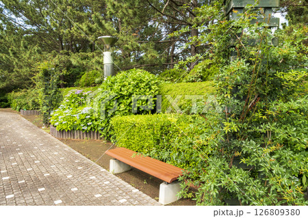 八景島の初夏の紫陽花 126809380