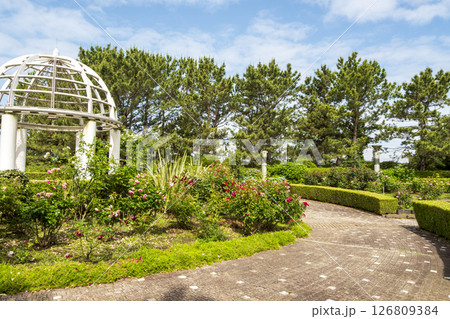 八景島の初夏の紫陽花 八景島の初夏の紫陽花 126809384