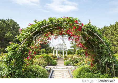 八景島の初夏の紫陽花 八景島の初夏の紫陽花 126809387