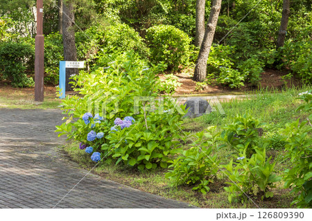 八景島の初夏の紫陽花 八景島の初夏の紫陽花 126809390