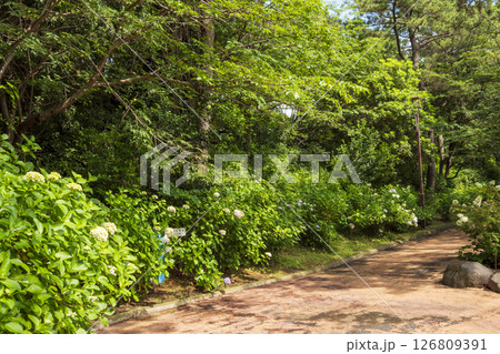八景島の初夏の紫陽花 八景島の初夏の紫陽花 126809391