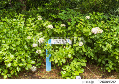 八景島の初夏の紫陽花 126809392