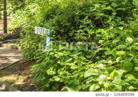 八景島の初夏の紫陽花 八景島の初夏の紫陽花 126809396