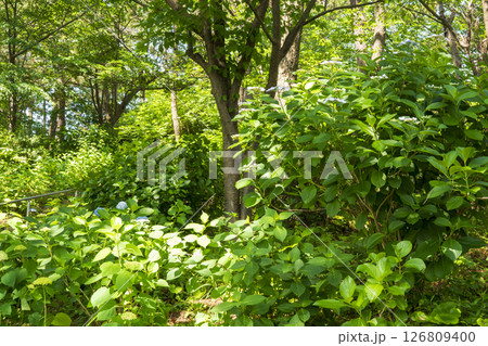八景島の初夏の紫陽花 126809400
