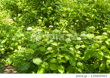 八景島の初夏の紫陽花 八景島の初夏の紫陽花 126809403