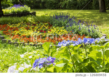 八景島の初夏の紫陽花 八景島の初夏の紫陽花 126809438