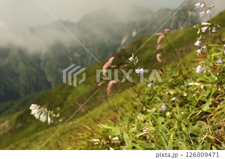 八方尾根の斜面を彩るカラフルな高山植物 八方尾根の斜面を彩るカラフルな高山植物 126809471