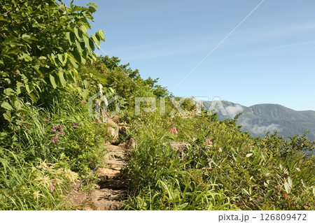 八方尾根の登山道と様々な植物 八方尾根の登山道と様々な植物 126809472