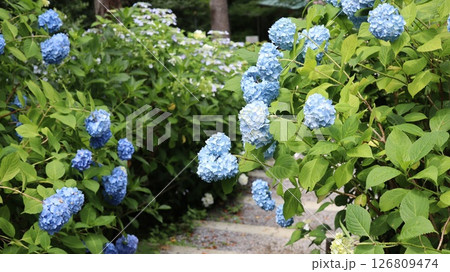 紫陽花のある参道 鷲子山上神社 紫陽花のある参道 鷲子山上神社 126809474