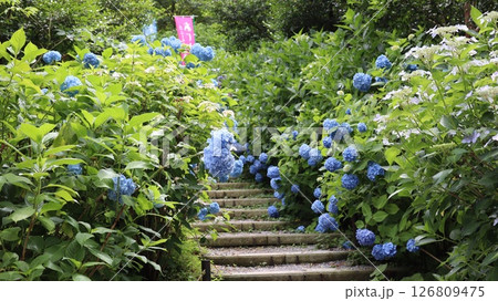 紫陽花のある参道 鷲子山上神社 紫陽花のある参道 鷲子山上神社 126809475
