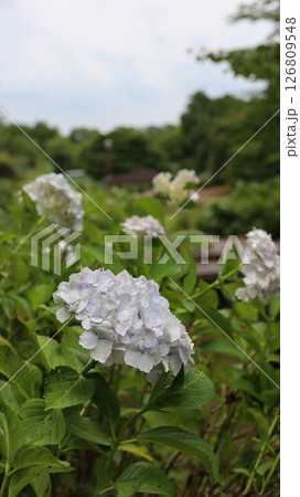 紫陽花のある庭園 辰ノ口親水公園 紫陽花のある庭園 辰ノ口親水公園 126809548