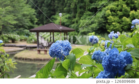 公園に咲く青い紫陽花　辰ノ口親水公園 126809686