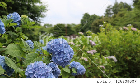 公園に咲く青い紫陽花　辰ノ口親水公園 126809687