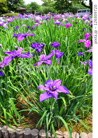 ショウブ、ハナショウブ、菖蒲、花菖蒲 126809720