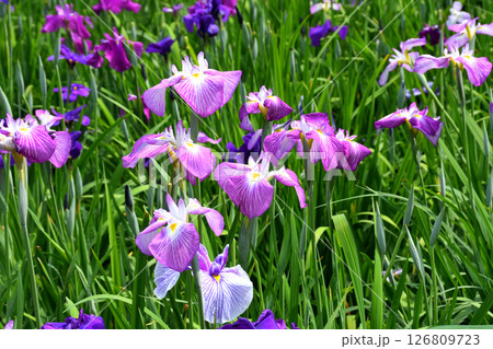 ショウブ、ハナショウブ、菖蒲、花菖蒲 126809723
