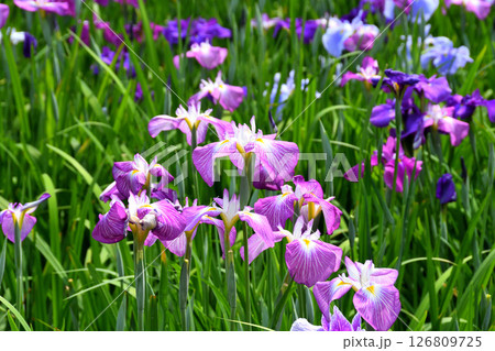 ショウブ、ハナショウブ、菖蒲、花菖蒲 126809725