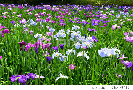 ショウブ、ハナショウブ、菖蒲、花菖蒲 126809737