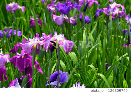 ショウブ、ハナショウブ、菖蒲、花菖蒲 126809743
