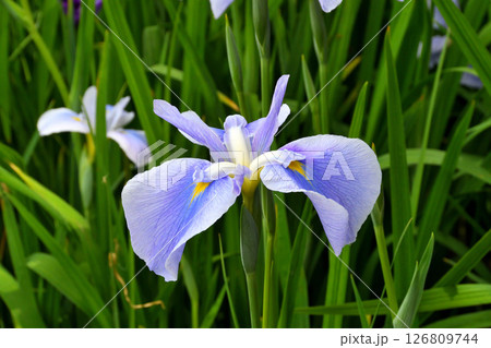 ショウブ、ハナショウブ、菖蒲、花菖蒲 126809744