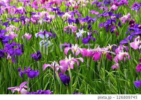 ショウブ、ハナショウブ、菖蒲、花菖蒲 126809745