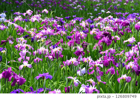 ショウブ、ハナショウブ、菖蒲、花菖蒲 ショウブ、ハナショウブ、菖蒲、花菖蒲 126809749
