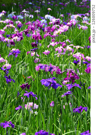 ショウブ、ハナショウブ、菖蒲、花菖蒲 126809752