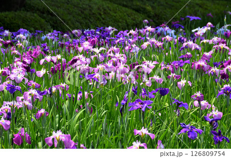 ショウブ、ハナショウブ、菖蒲、花菖蒲 ショウブ、ハナショウブ、菖蒲、花菖蒲 126809754