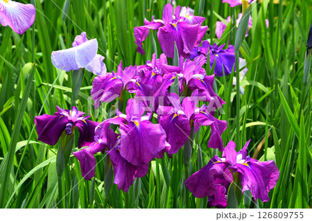 ショウブ、ハナショウブ、菖蒲、花菖蒲 ショウブ、ハナショウブ、菖蒲、花菖蒲 126809755