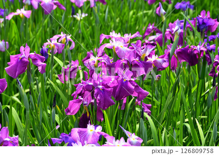 ショウブ、ハナショウブ、菖蒲、花菖蒲 126809758