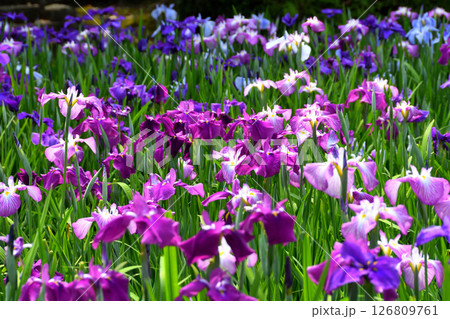 ショウブ、ハナショウブ、菖蒲、花菖蒲 126809761