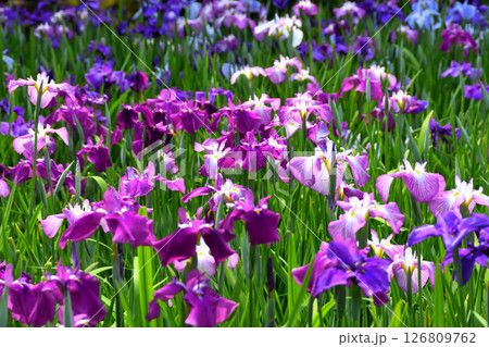 ショウブ、ハナショウブ、菖蒲、花菖蒲 126809762