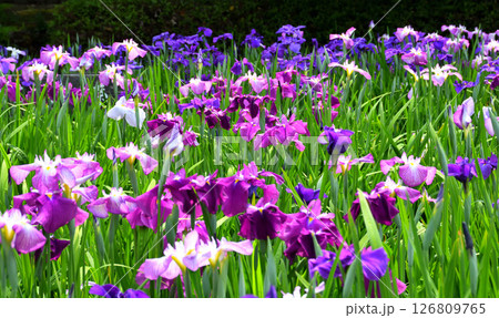 ショウブ、ハナショウブ、菖蒲、花菖蒲 126809765