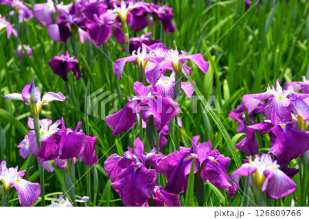 ショウブ、ハナショウブ、菖蒲、花菖蒲 126809766