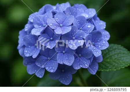 雨に濡れた青紫のあじさい花房 126809795