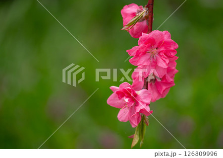 華やかなピンクの花桃 126809996