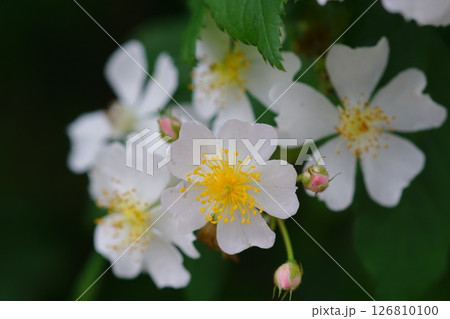 白い野茨の花 126810100