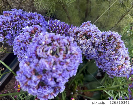 紫色の小さな花の集まり/The flowers 126810341