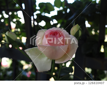 バラ園に咲くピンクの薔薇 126810407